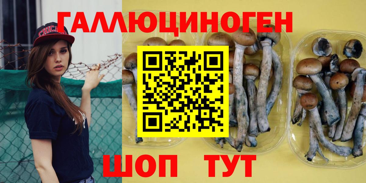 Псилоцибиновые грибы Psilocybe Казань